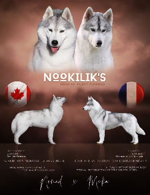 Nookilik's - Siberian Husky - Portée née le 16/04/2022