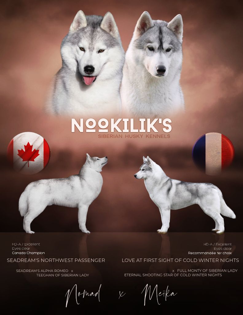 chiot Siberian Husky Nookilik's