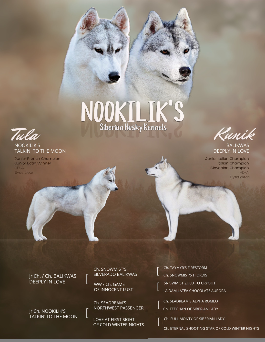 Chiot Siberian Husky Nookilik's